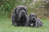 CANE CORSO 1329